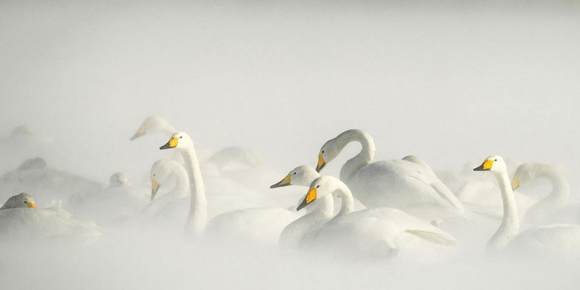 Who Actually Clicks on Banner Ads?